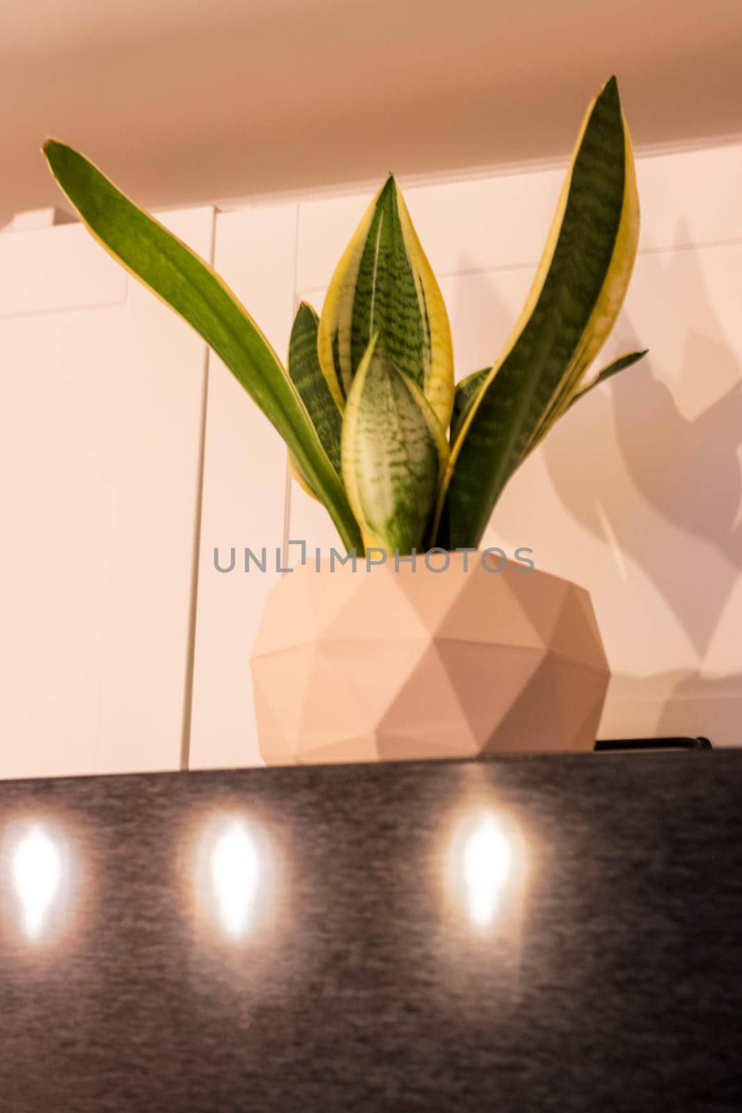 Shot of the small indoor plant.