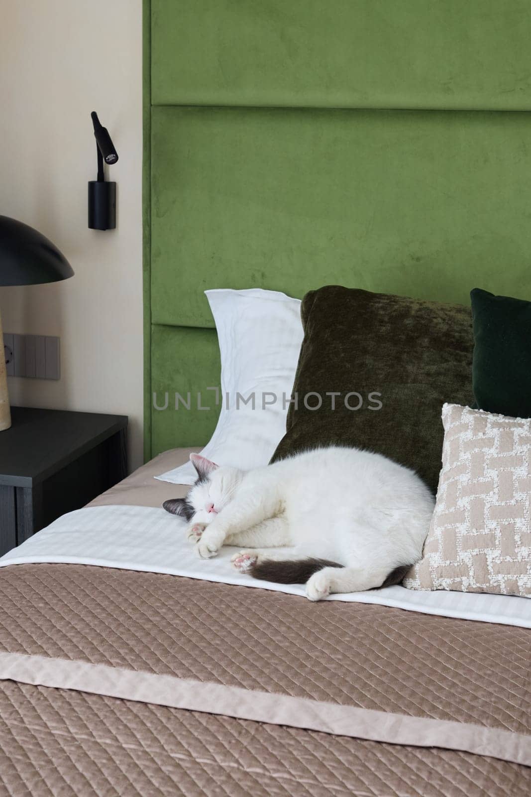 A tranquil bedroom scene showcasing a fluffy white cat peacefully lounging on a beautifully made and inviting bed