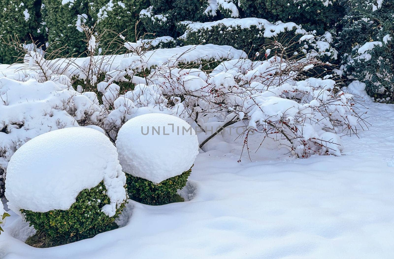 Winter garden with decorative shrubs and shaped yew and boxwood, Buxus, covered with a thick layer of white fluffy snow. Gardening concept.