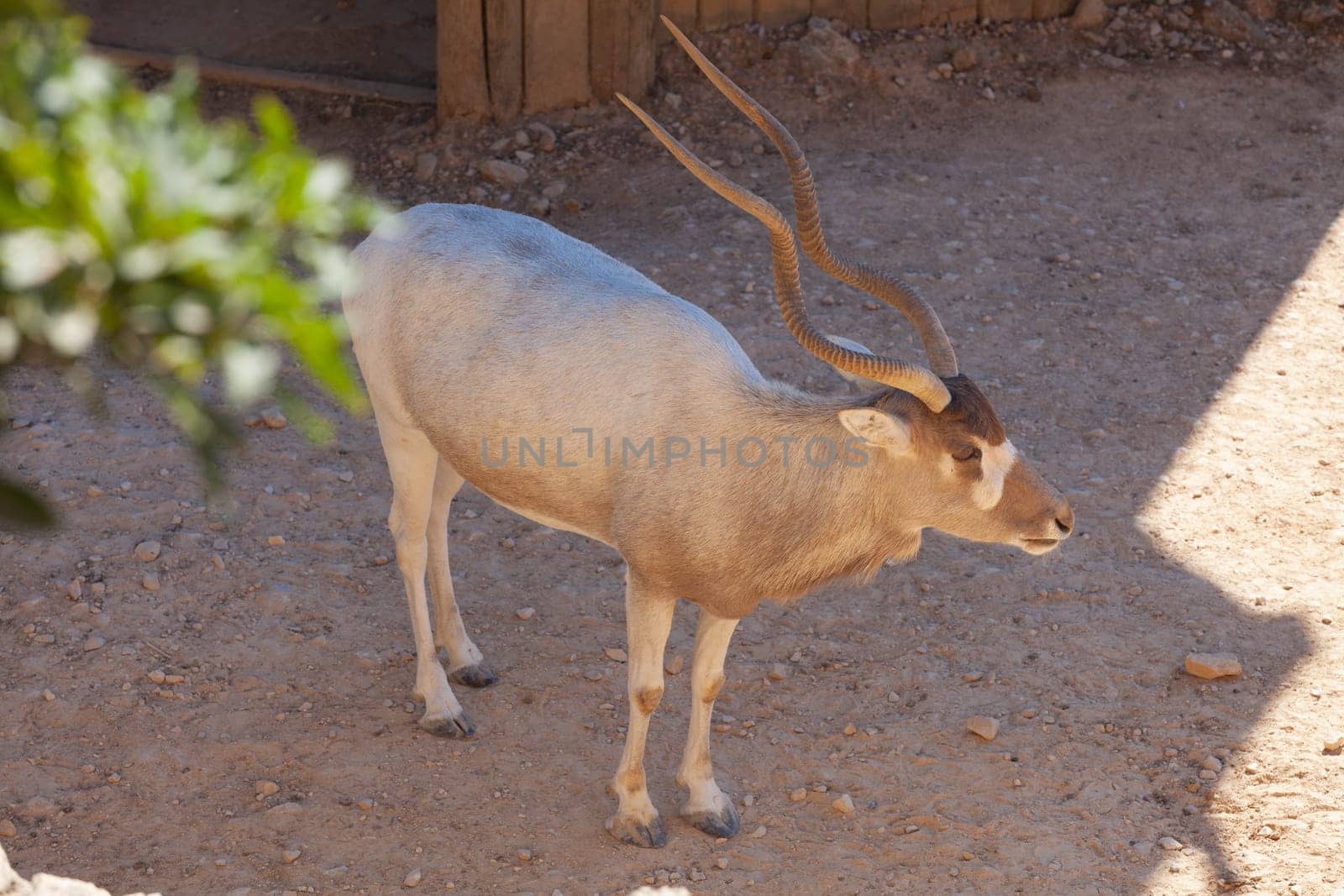 A deer grazes in the desert savannah of Africa. High quality photo