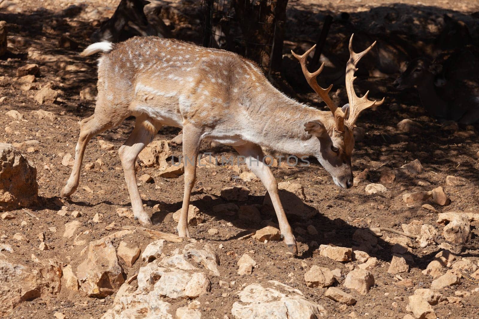A deer grazes in the desert savannah of Africa. High quality photo