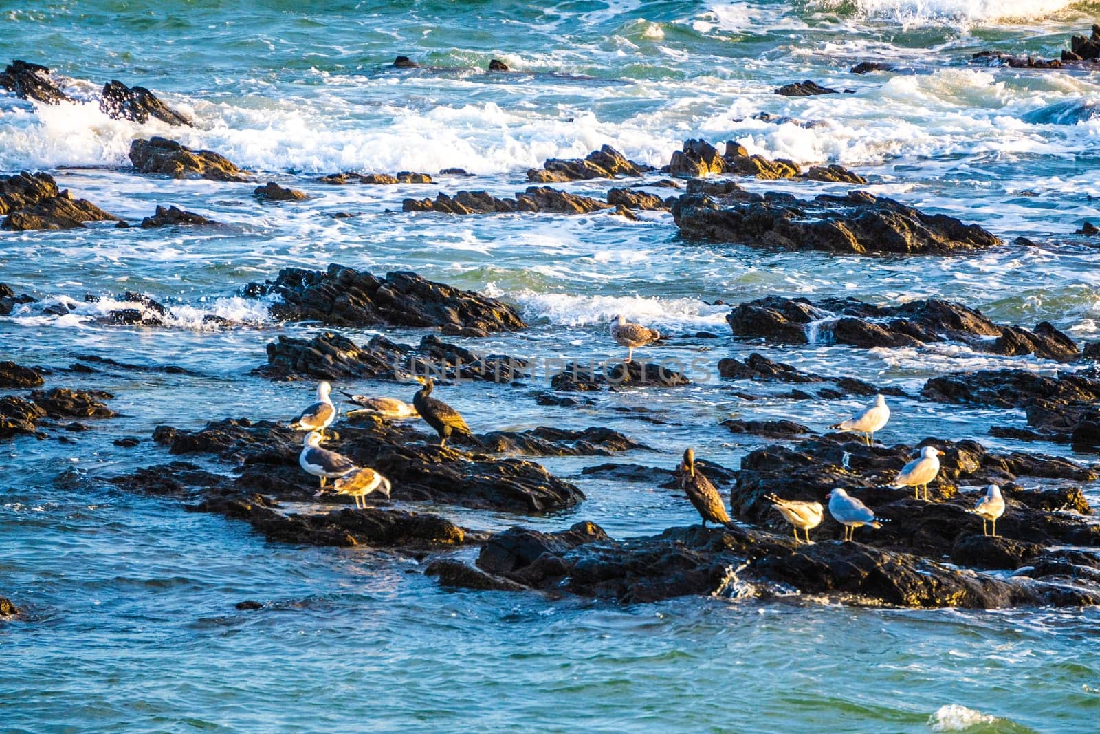 A serene view shows seabirds resting on rugged rocks by the ocean, with gentle waves crashing nearby