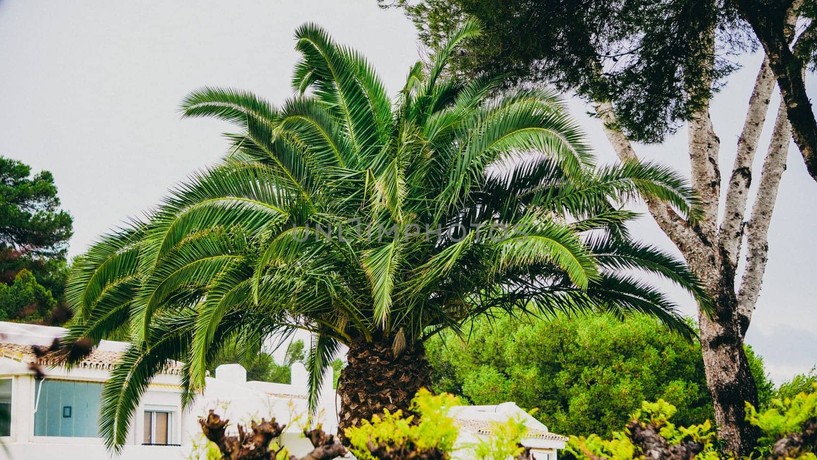 A breathtaking and stunning view of palm trees gracefully surrounded by luscious greenery in a serene tropical setting
