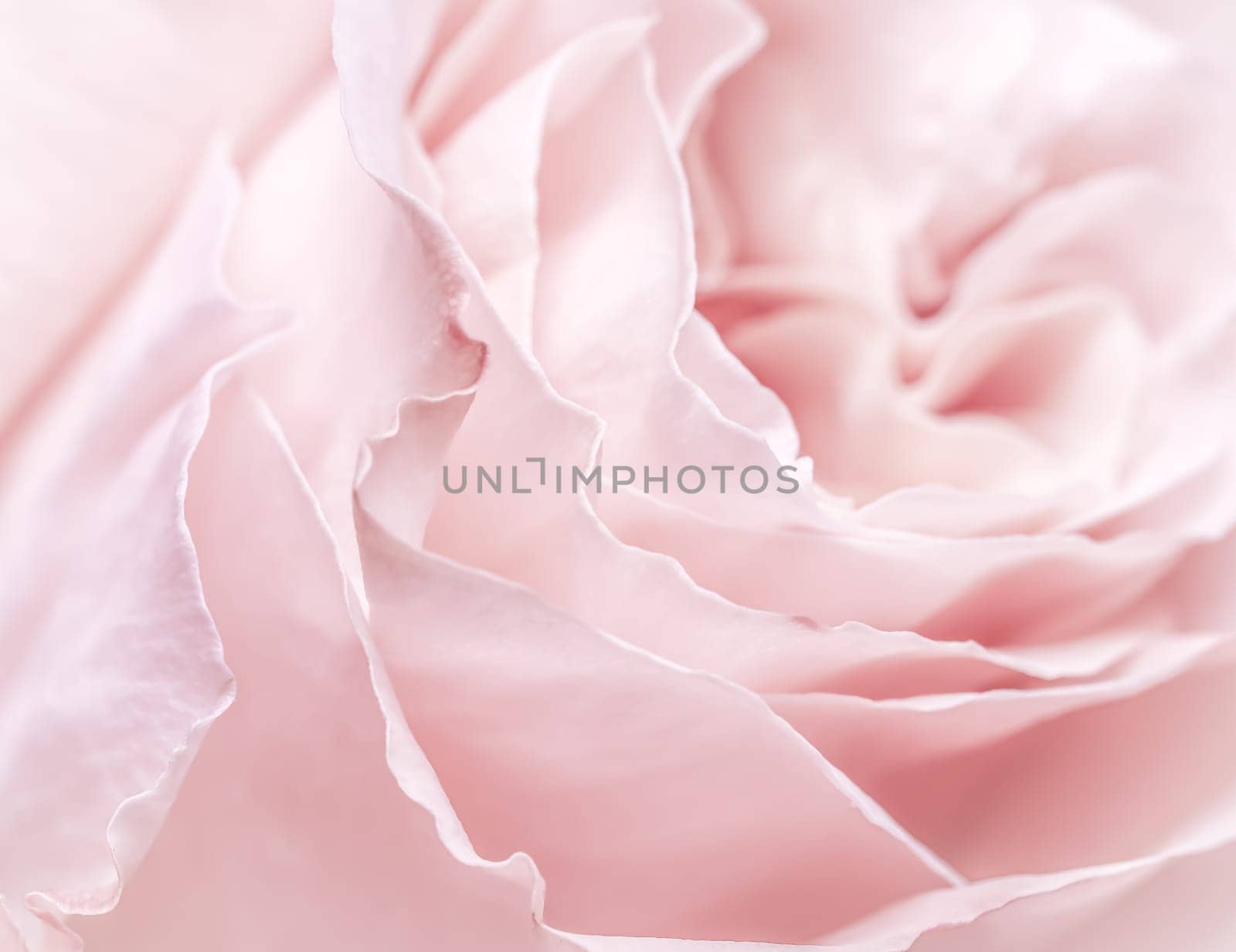 Abstract floral background, pink pale rose flower petals, soft focus. Macro flowers backdrop for holiday brand design