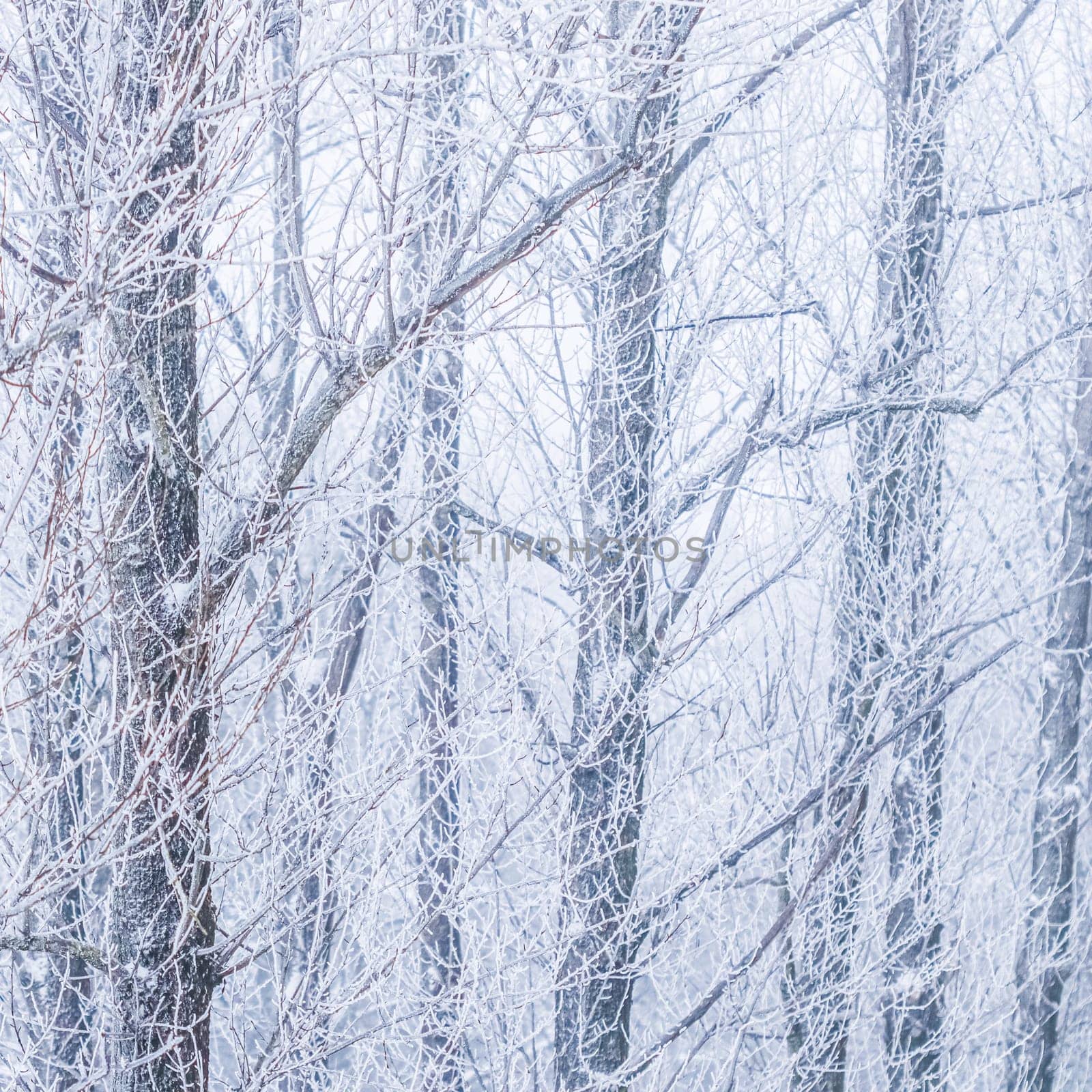 Background of tree trunks and branches covered with frost. Nature landscape with fog and white snow. Winter holiday concept