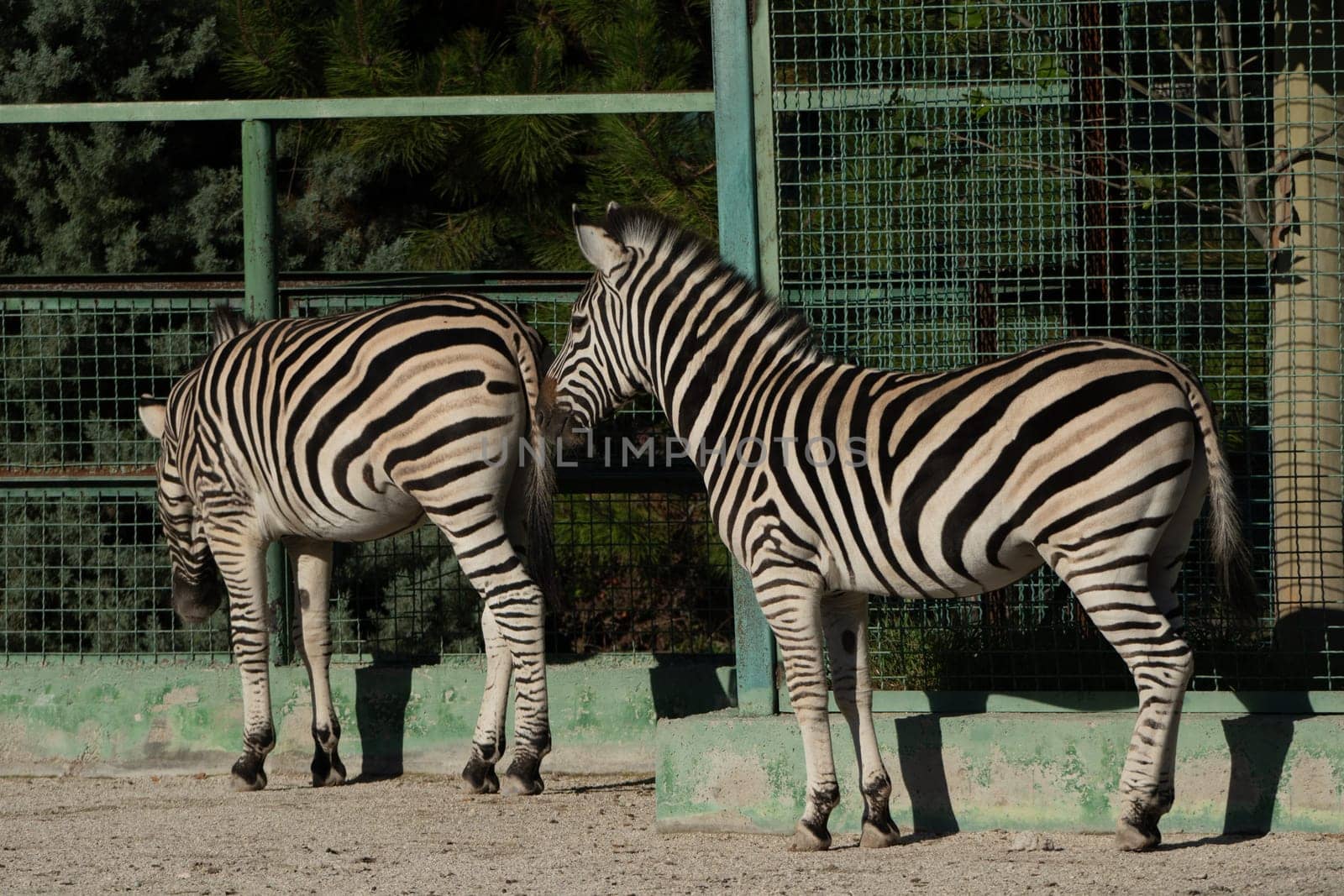 Two zebras stand side-by-side in an enclosure, facing away from the camera. The zebra on the right looks over its shoulder towards the other zebra.