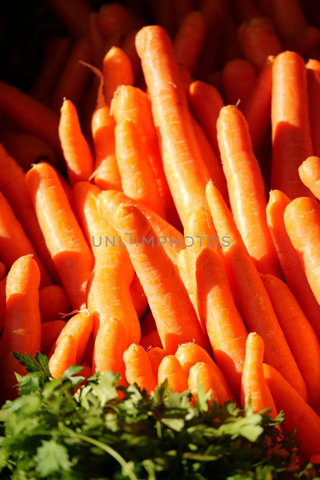 A colorful display of fresh carrots with aromatic green herbs in the foreground