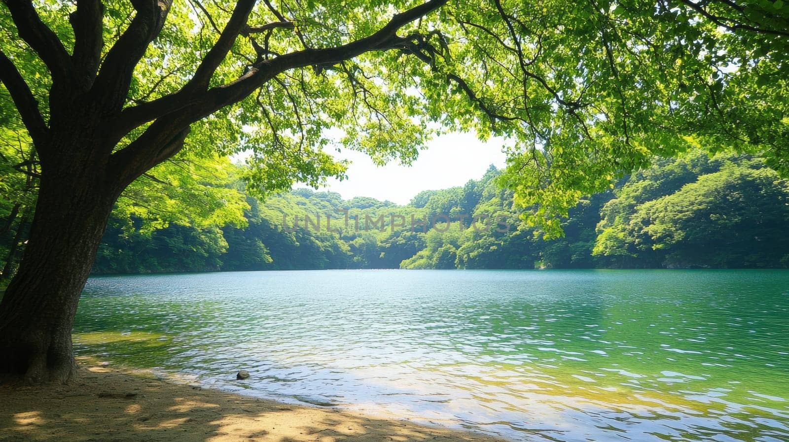 A peaceful lake is enveloped by vibrant green foliage, reflecting the clear sky. The scene exudes tranquility, perfect for nature lovers and those seeking a moment of calm and reflection