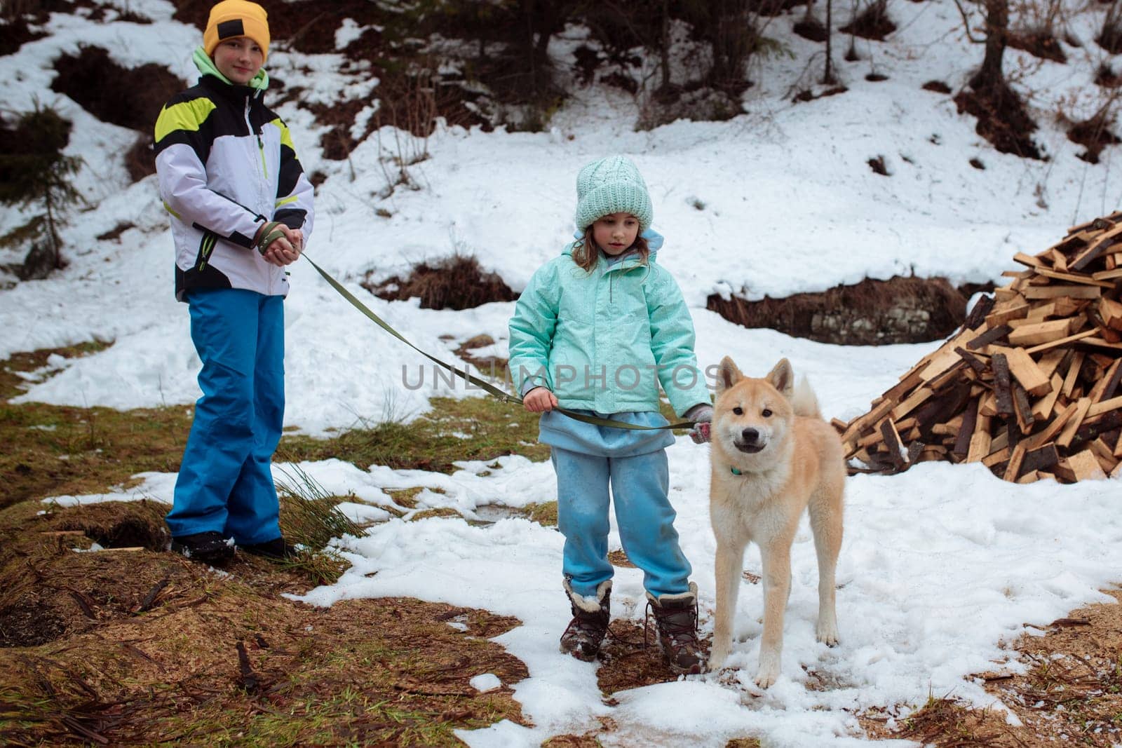 Akito-uno dog walks with children in winter on a leash, Yaremche, Bukovel, Ukraine - January 10, 2022.