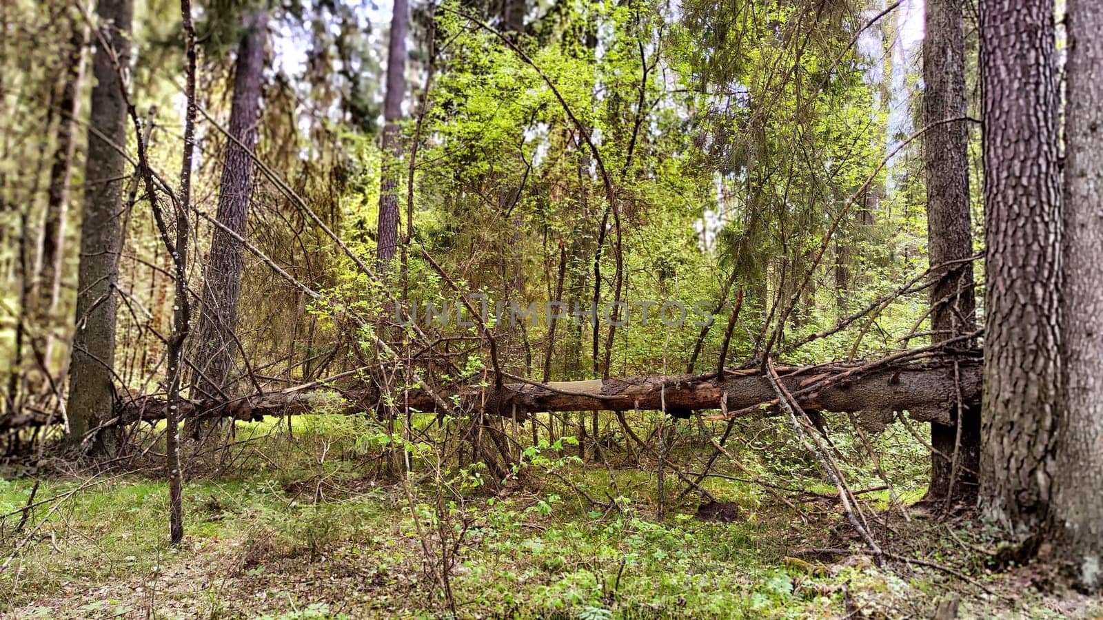 Sunlight filters through the trees, illuminating fresh green foliage in a peaceful forest setting