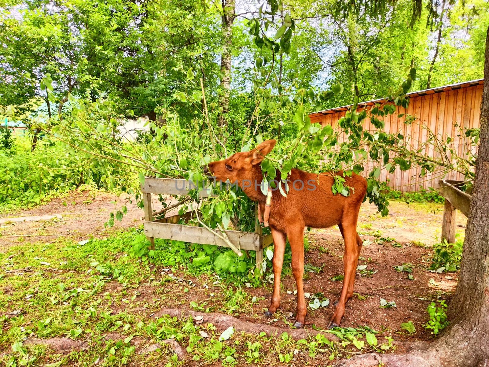 A young moose is surrounded by leafy branches while foraging in a lush, green area. The natural environment adds tranquility to the moment.