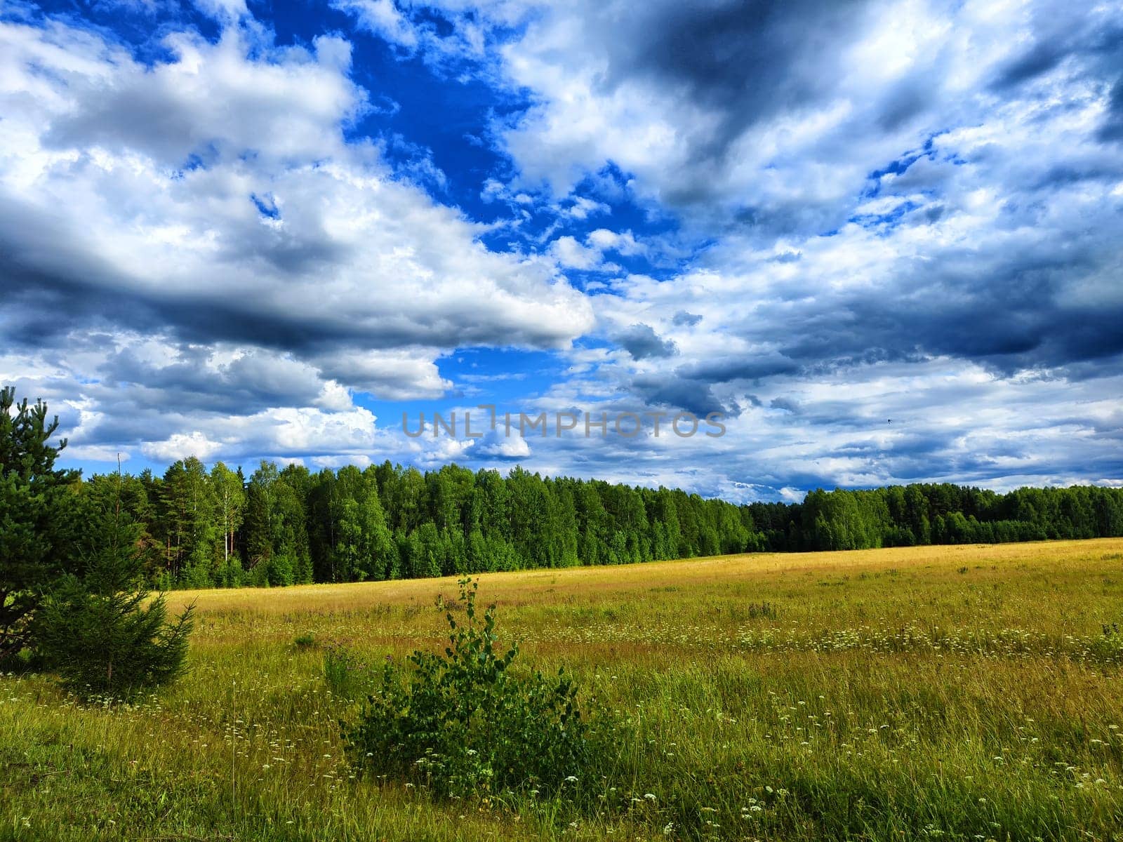 A vast golden field stretches beneath a dynamic sky filled with clouds, showcasing the beauty of nature in a peaceful moment. Dramatic landscape with disturbing clouds and clouds before a thunderstorm