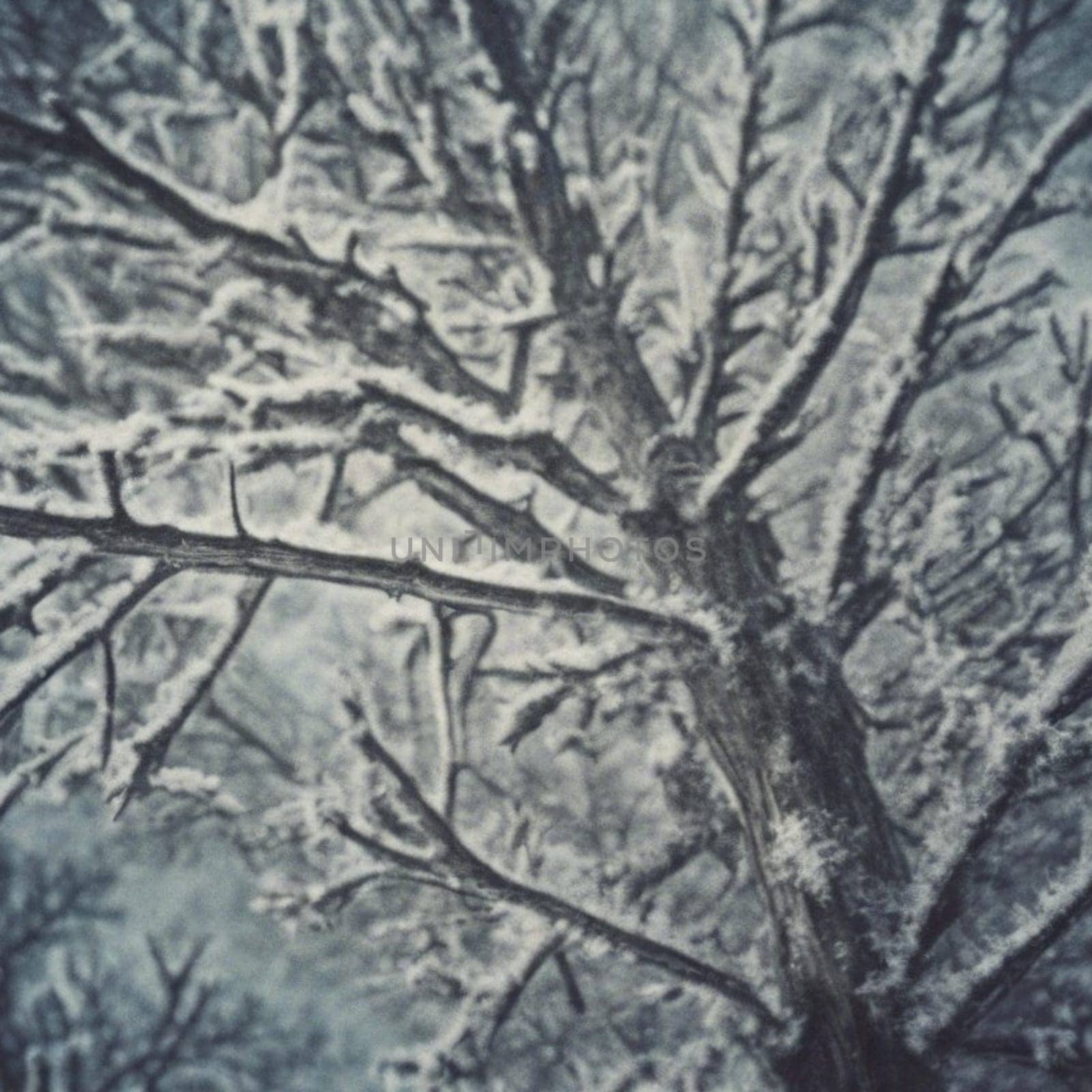 winter landscape forest trees snow. High quality illustration