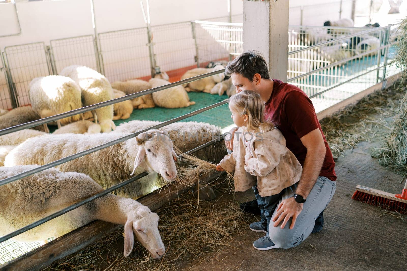 Little girl feeds white sheep with hay in a pen while standing near her squatting dad. High quality photo