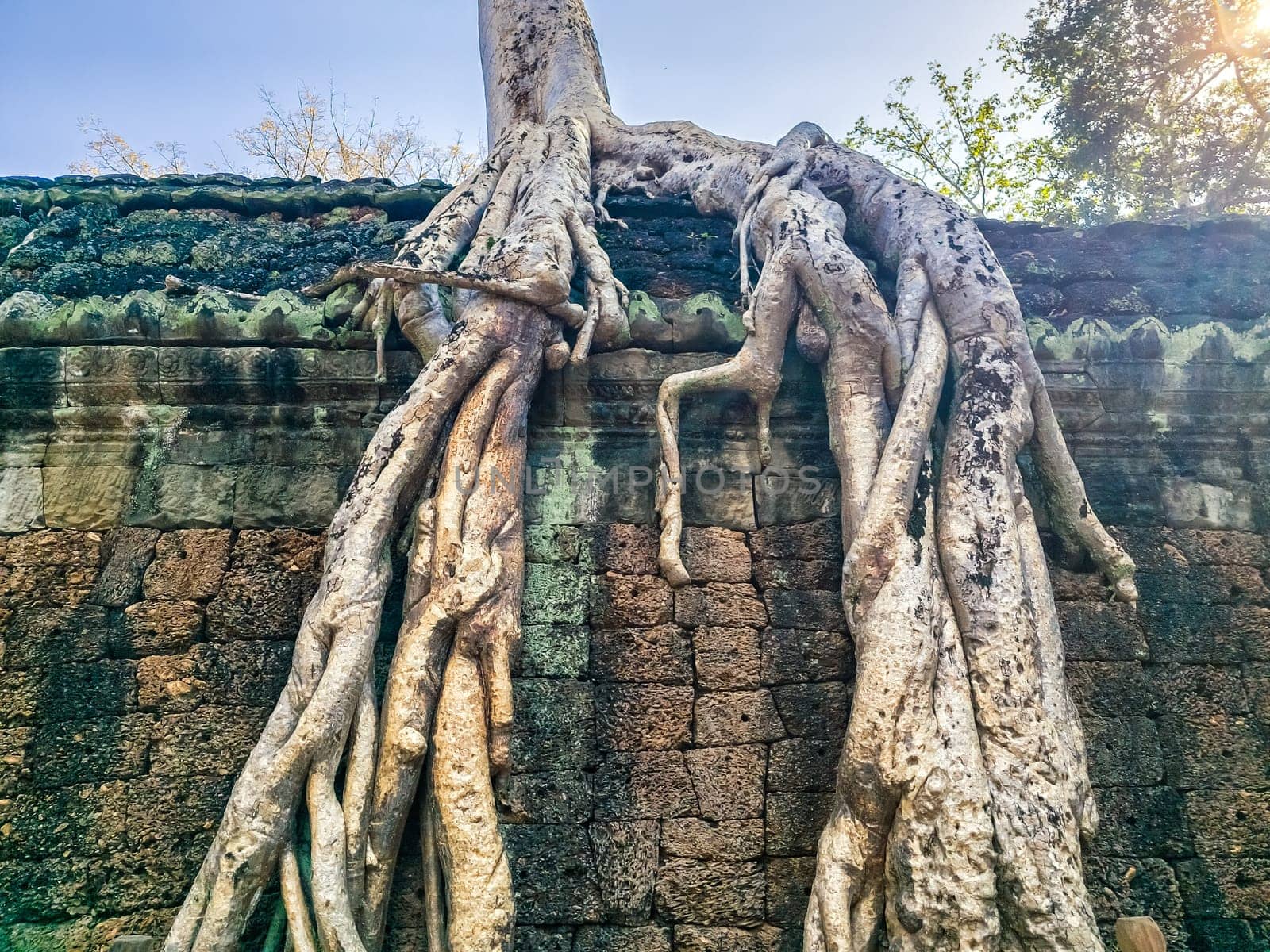 Ruin of ancient Ta Prohm Wat temple with awesome tree in Angkor, Cambodia
