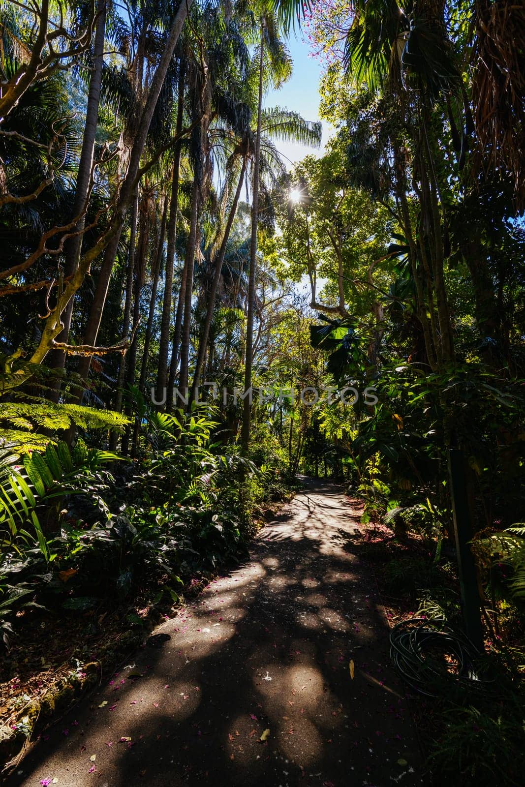 BRISBANE, AUSTRALIA - JULY 29 2023: City Botanic Gardens on a clear winter's day in Brisbane, Queensland, Australia