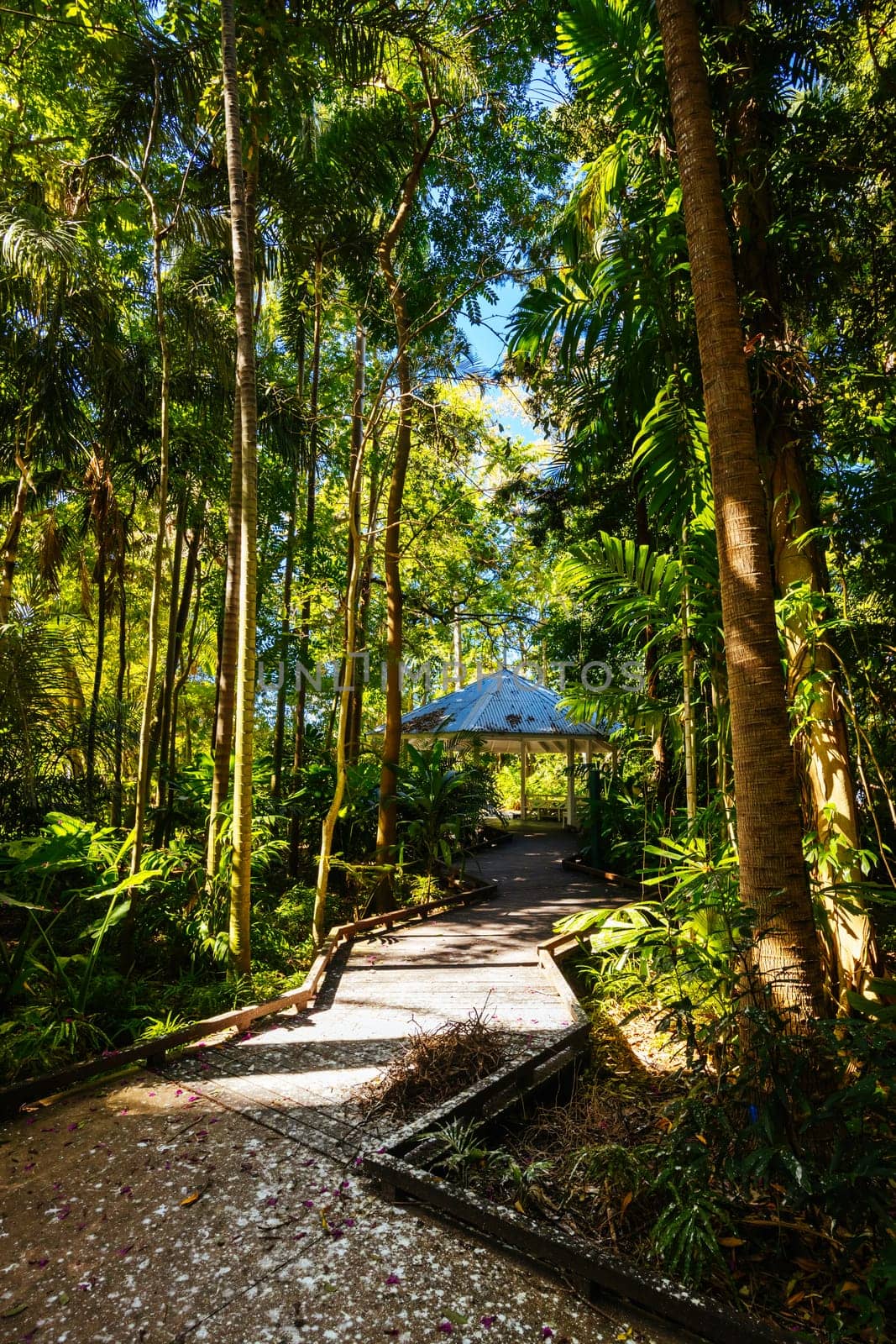 BRISBANE, AUSTRALIA - JULY 29 2023: City Botanic Gardens on a clear winter's day in Brisbane, Queensland, Australia
