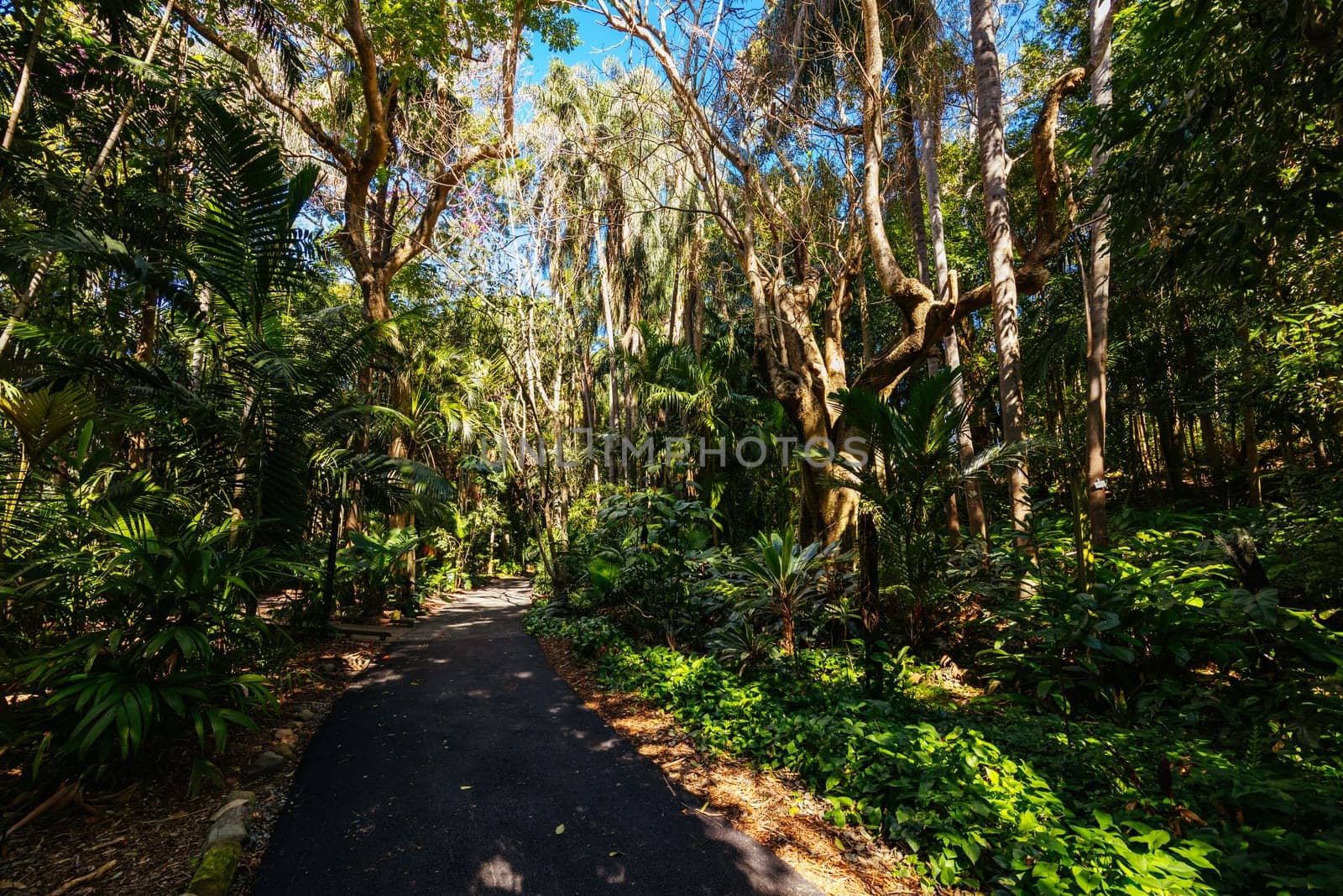 BRISBANE, AUSTRALIA - JULY 29 2023: City Botanic Gardens on a clear winter's day in Brisbane, Queensland, Australia