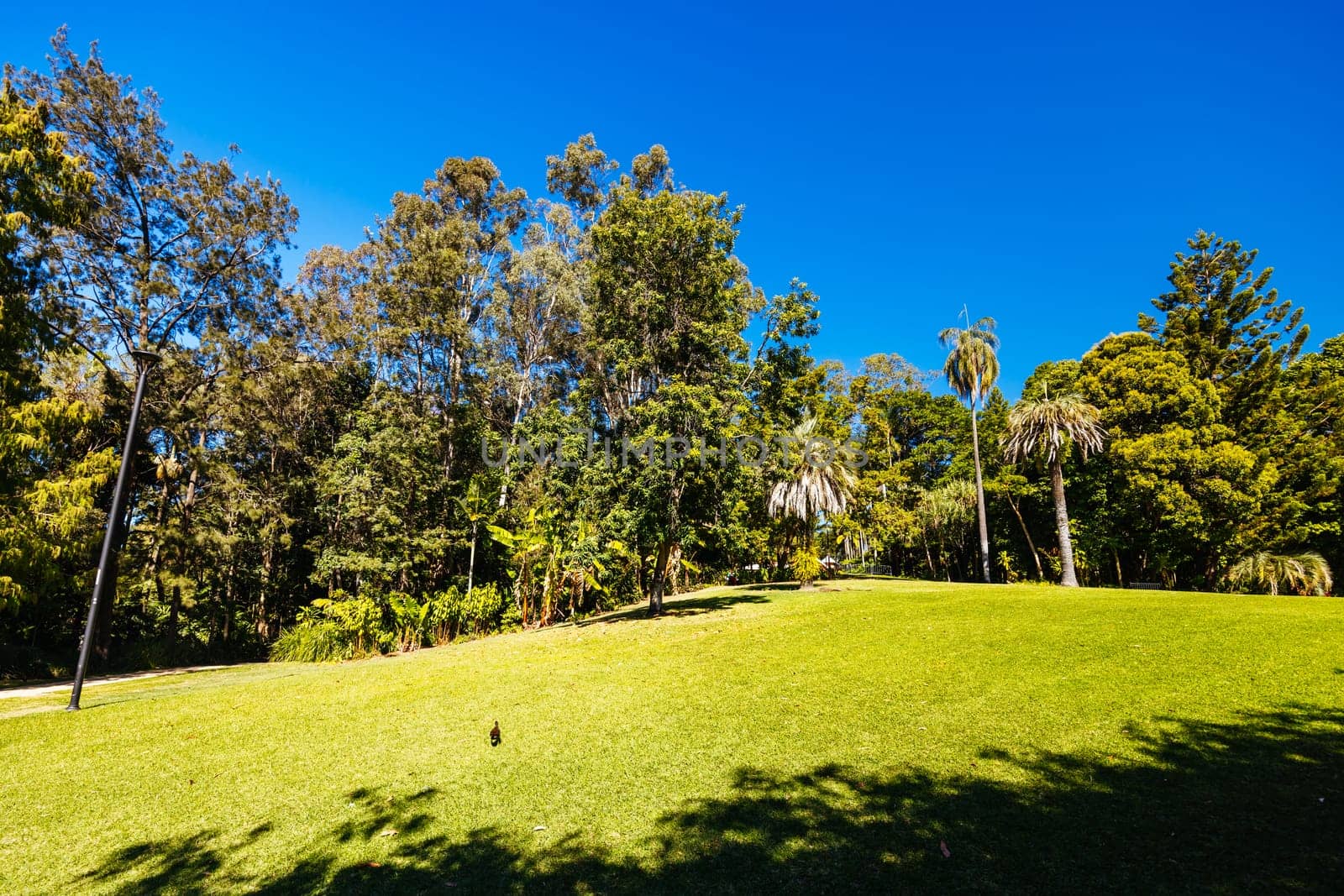 BRISBANE, AUSTRALIA - JULY 29 2023: City Botanic Gardens on a clear winter's day in Brisbane, Queensland, Australia