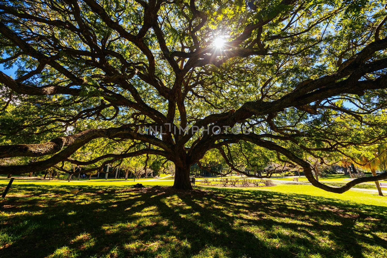 BRISBANE, AUSTRALIA - JULY 29 2023: City Botanic Gardens on a clear winter's day in Brisbane, Queensland, Australia