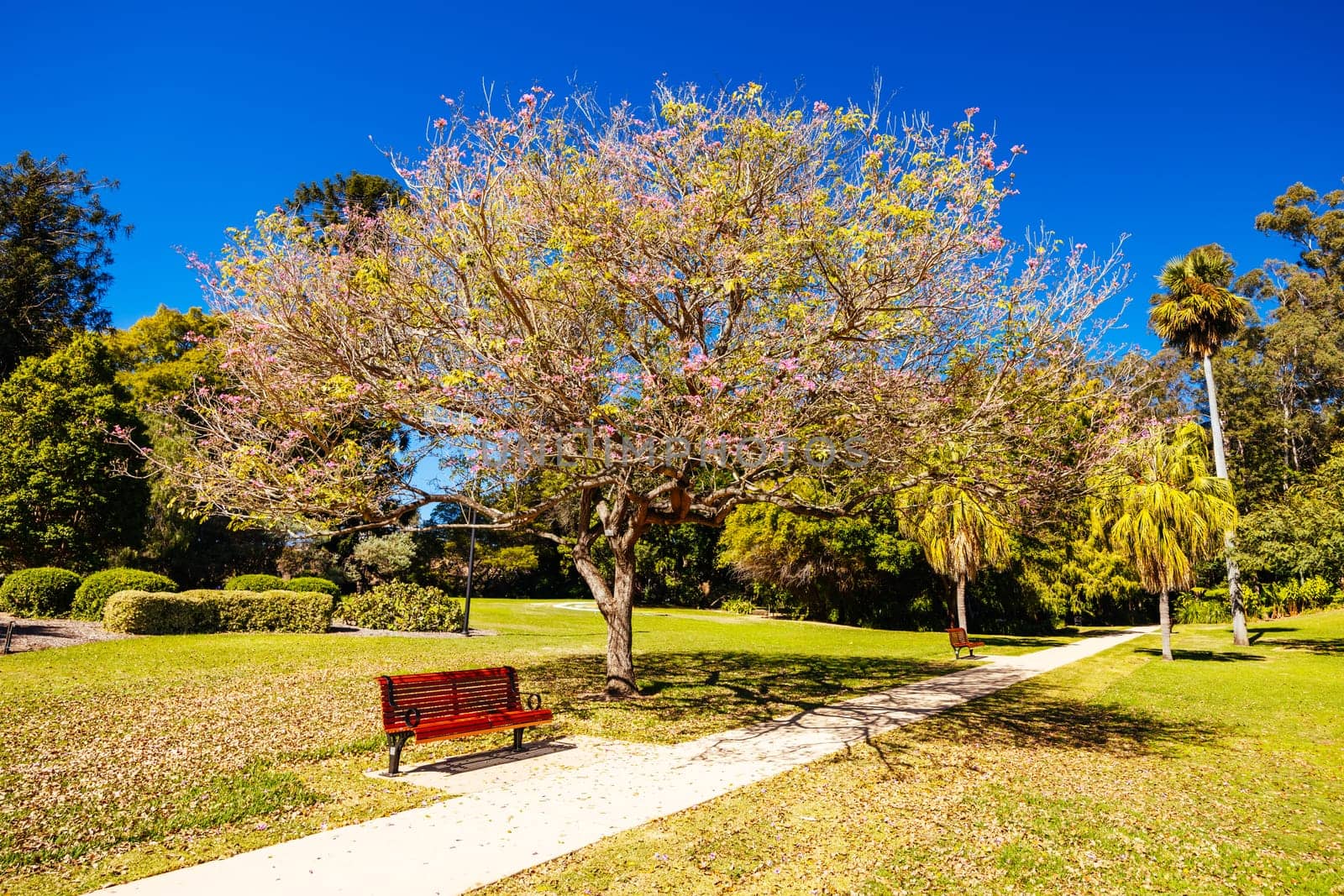 BRISBANE, AUSTRALIA - JULY 29 2023: City Botanic Gardens on a clear winter's day in Brisbane, Queensland, Australia