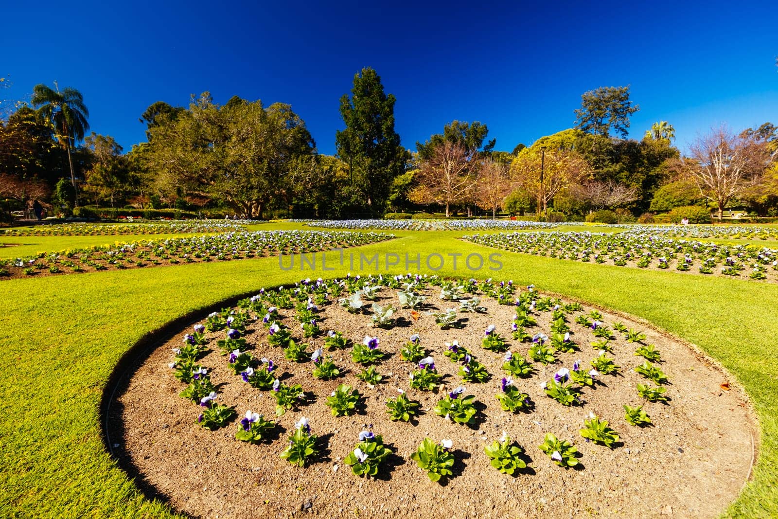 BRISBANE, AUSTRALIA - JULY 29 2023: City Botanic Gardens on a clear winter's day in Brisbane, Queensland, Australia
