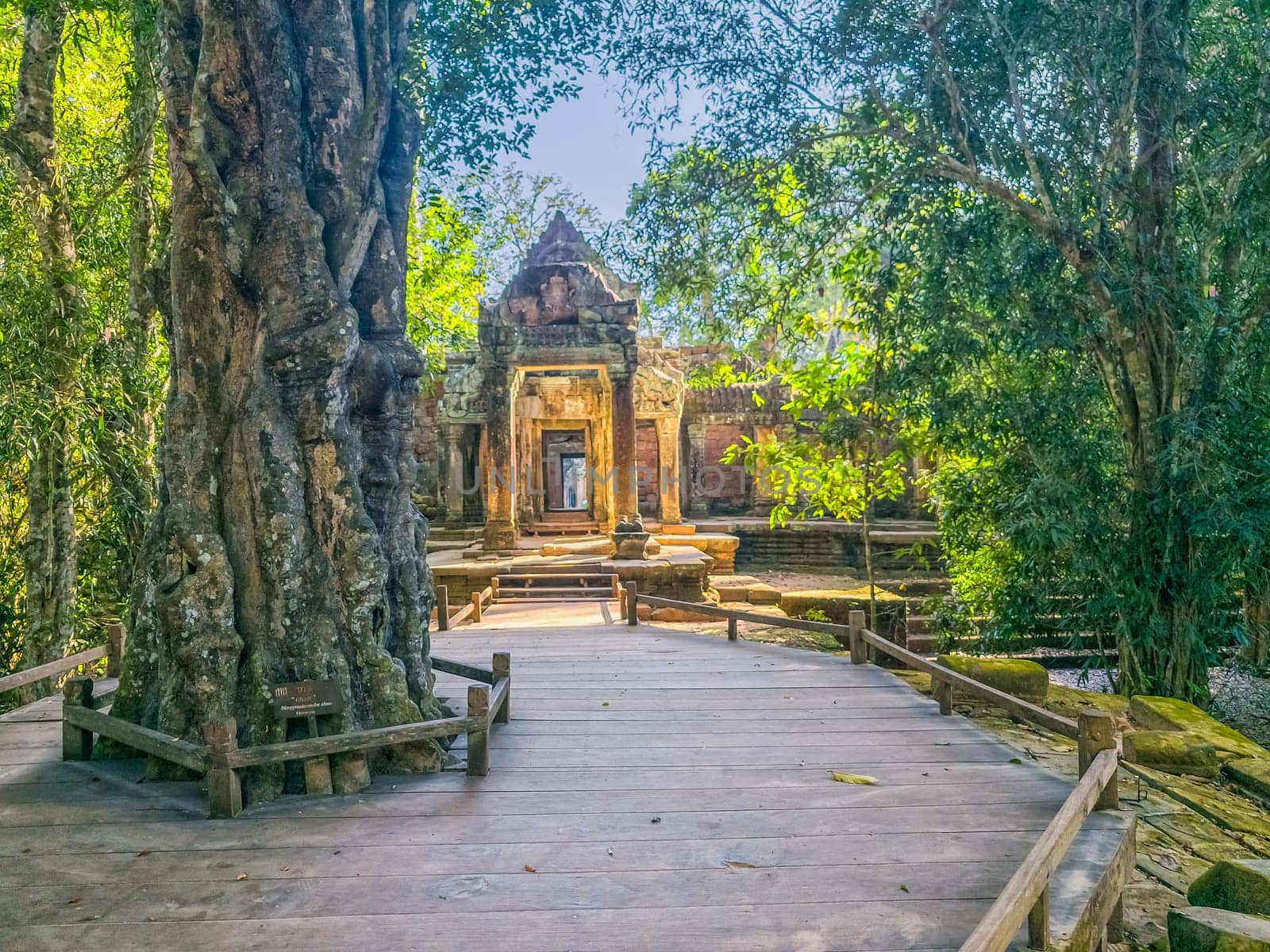 Ruin of ancient Ta Prohm Wat temple in Angkor, Cambodia