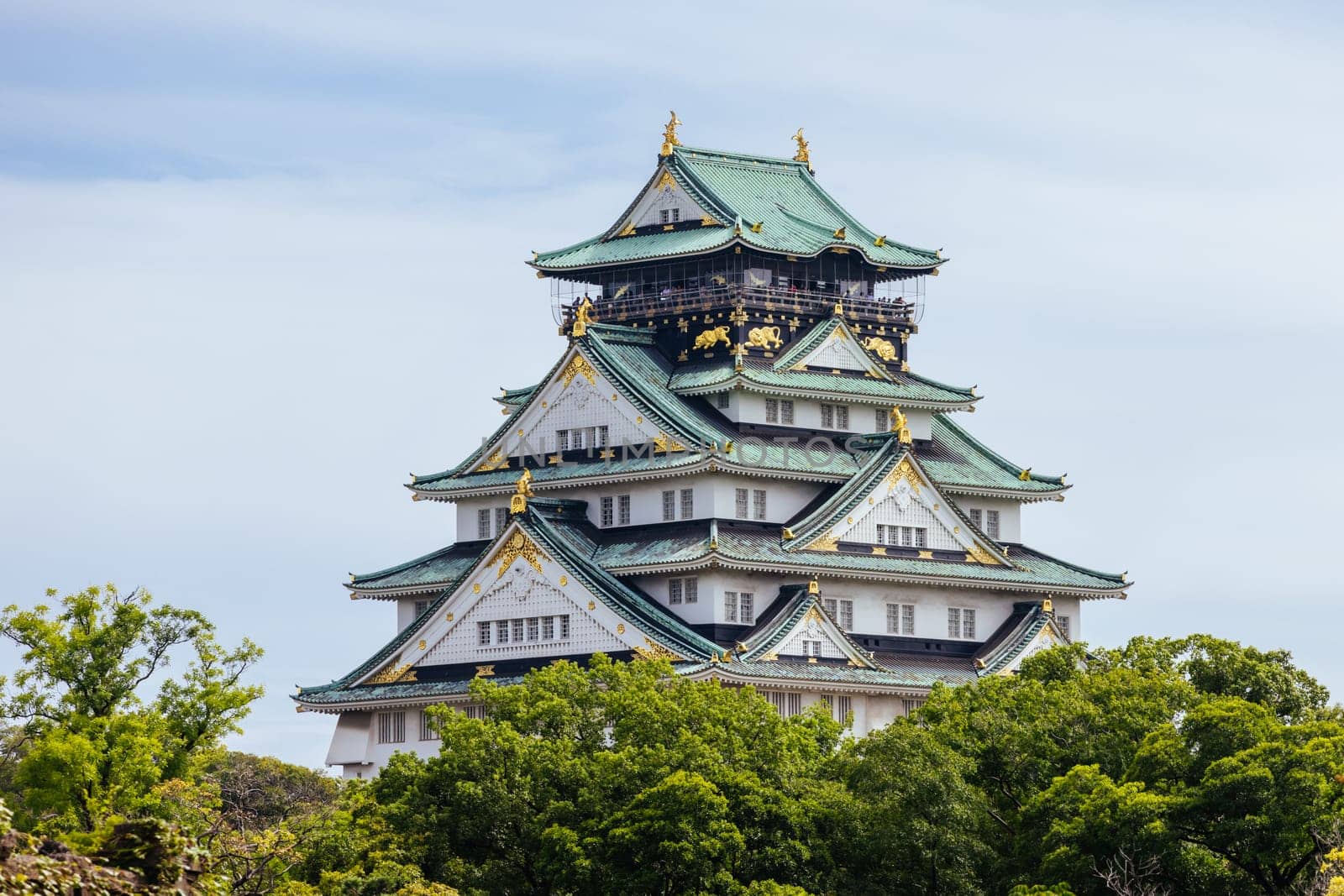 OSAKA, JAPAN - SEPTEMBER 25 2024: The iconic Osaka Castle and lush surrounds on a warm clear autumn day in Osaka, Japan on September 25th 2024