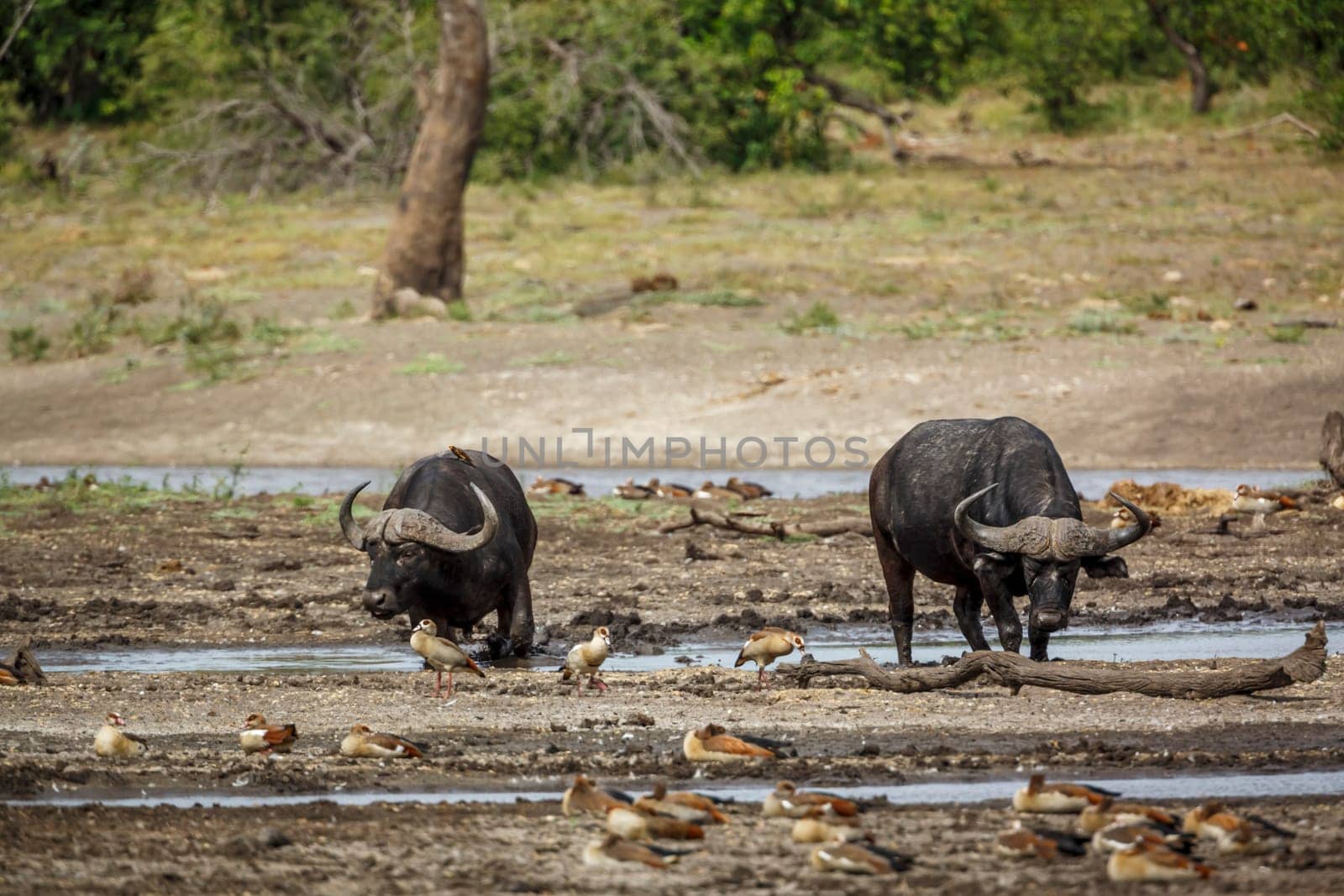 Two African buffalos walking front view in lake side in Kruger National park, South Africa ; Specie Syncerus caffer family of Bovidae