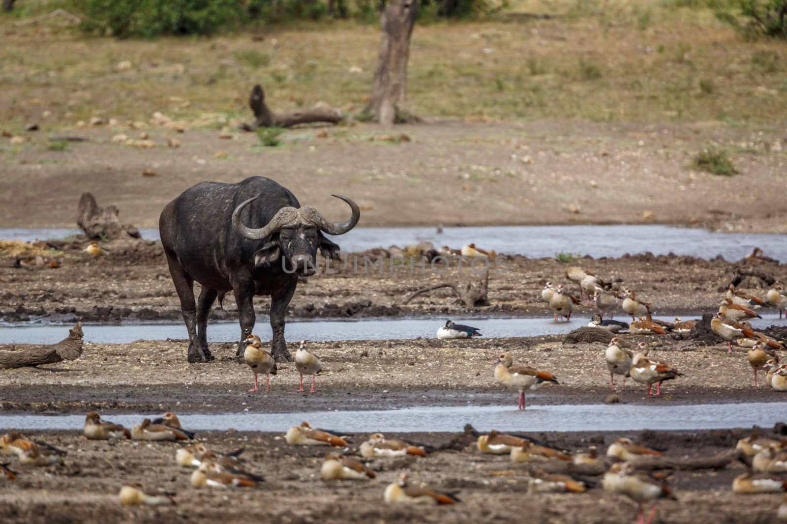 African buffalos walking front view in lake side in Kruger National park, South Africa ; Specie Syncerus caffer family of Bovidae