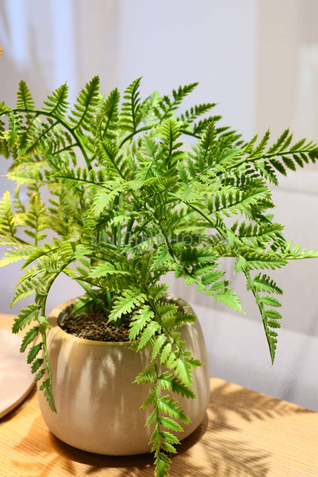 A vibrant green fern in a contemporary pot, perfect for adding a refreshing touch to your home decor