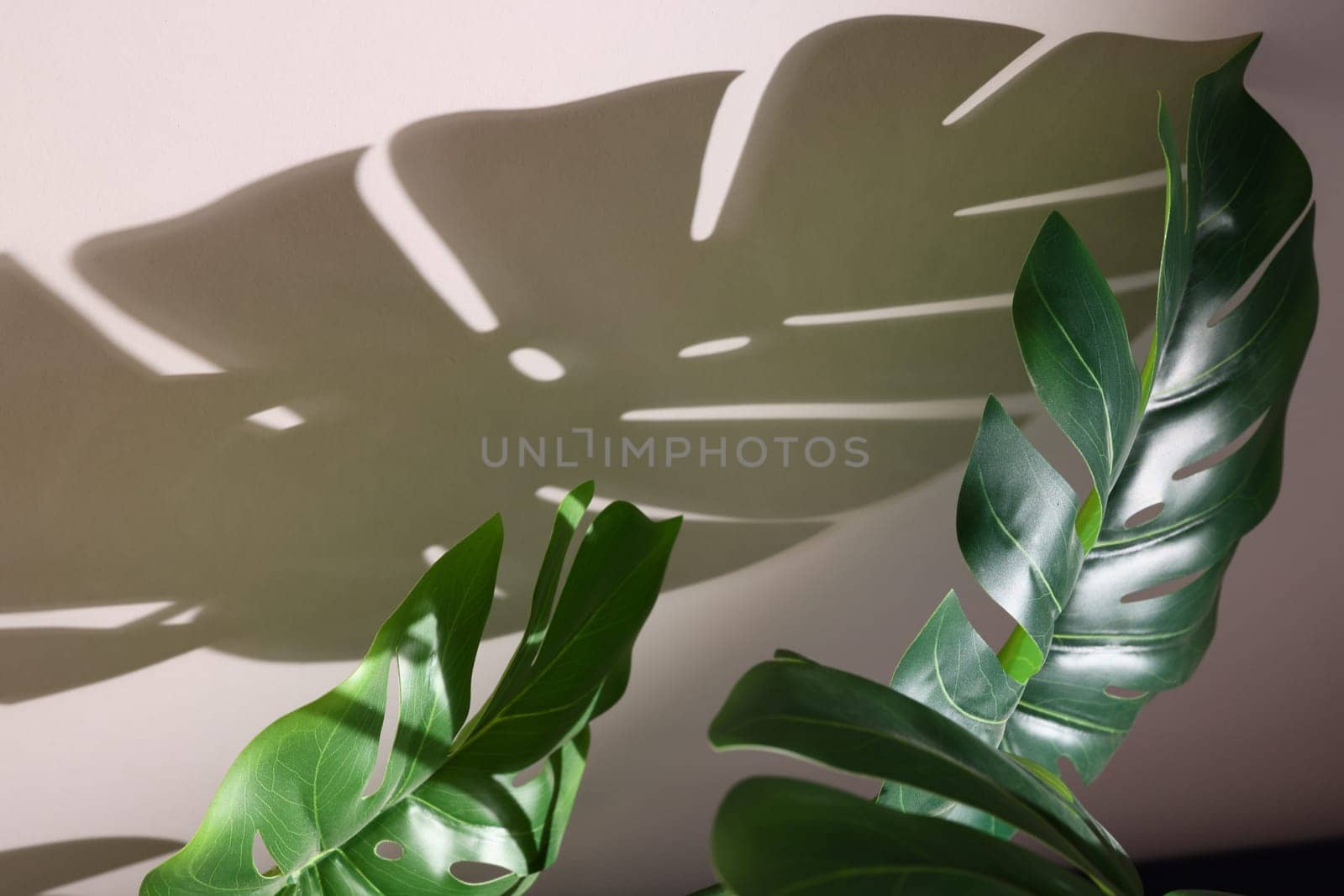 The vibrant green leaves create beautifully intricate shadow patterns, significantly enhancing the indoor decor