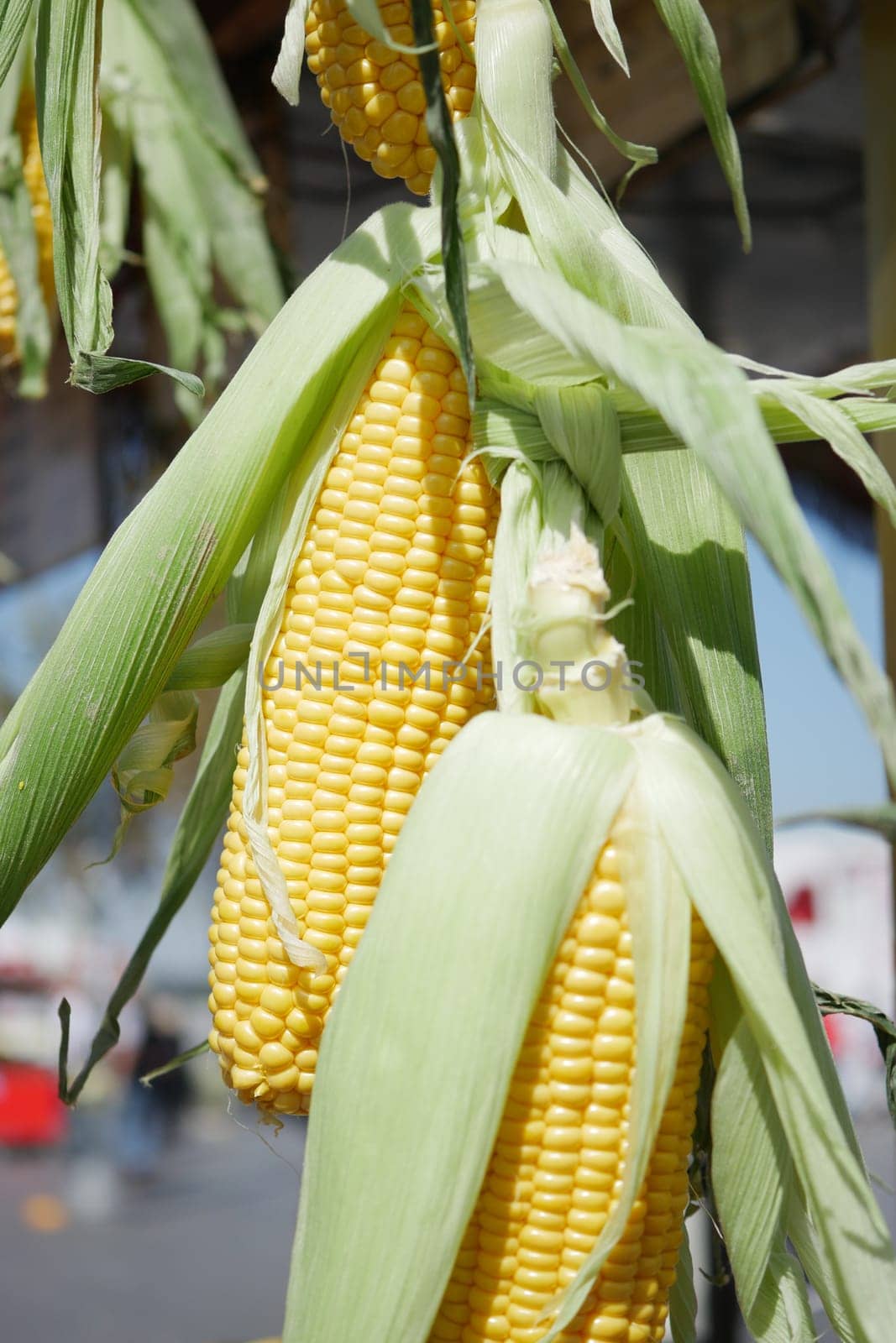 Vibrant, golden yellow corn on the cob, just picked and fresh from the local market