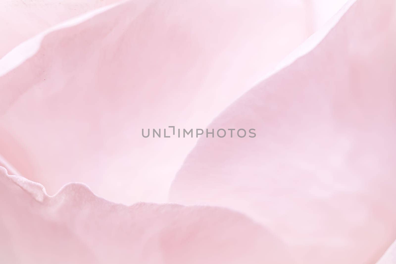Abstract floral background, pink pale rose flower petals, soft focus. Macro flowers backdrop for holiday brand design