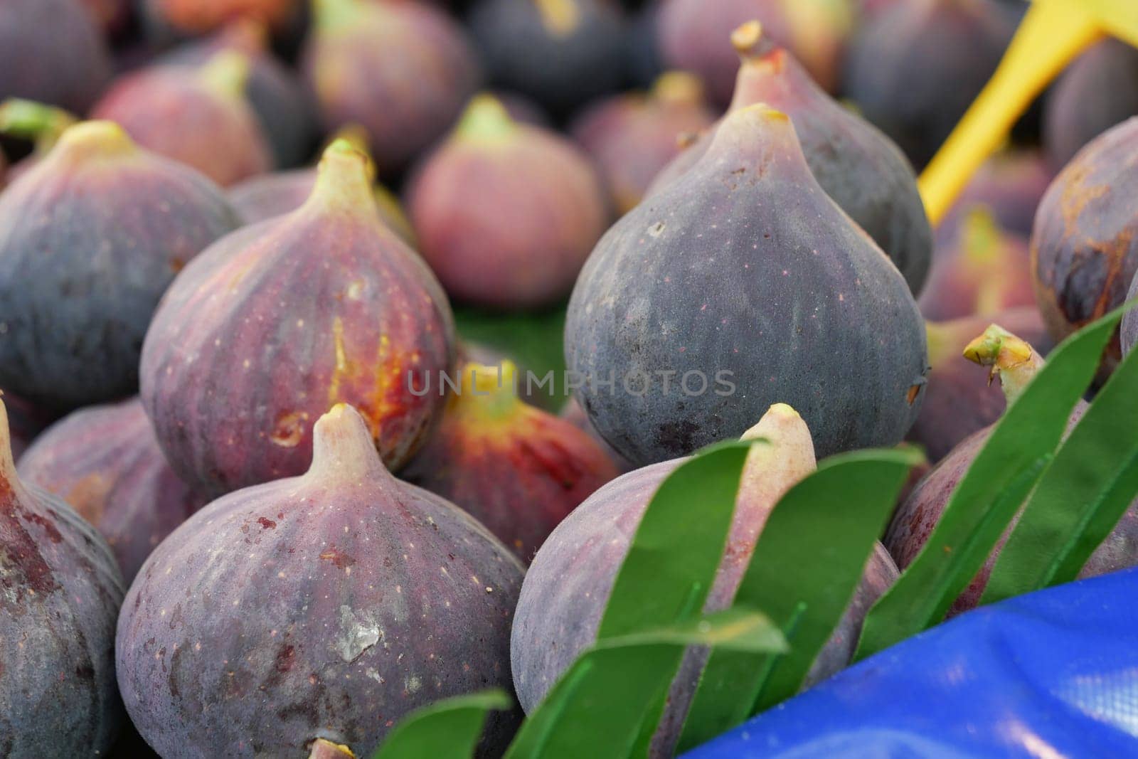 A vibrant and colorful assortment of freshly picked figs nestled gently among lush green leaves