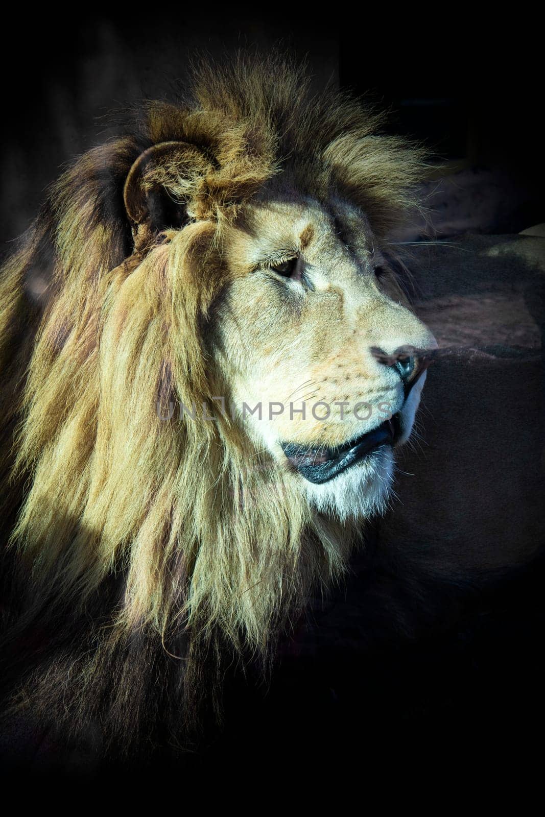 Lion in Zoo detail animal closeup