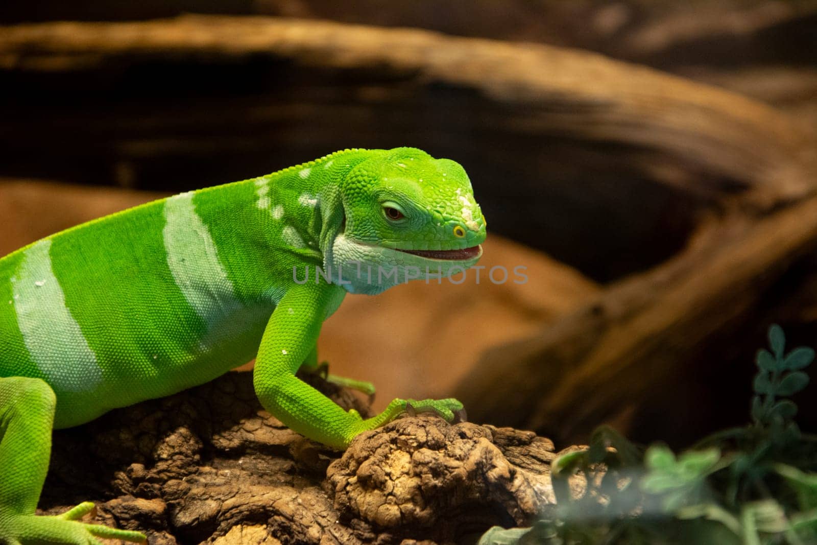 Green lizard on tree closeup detail zoo
