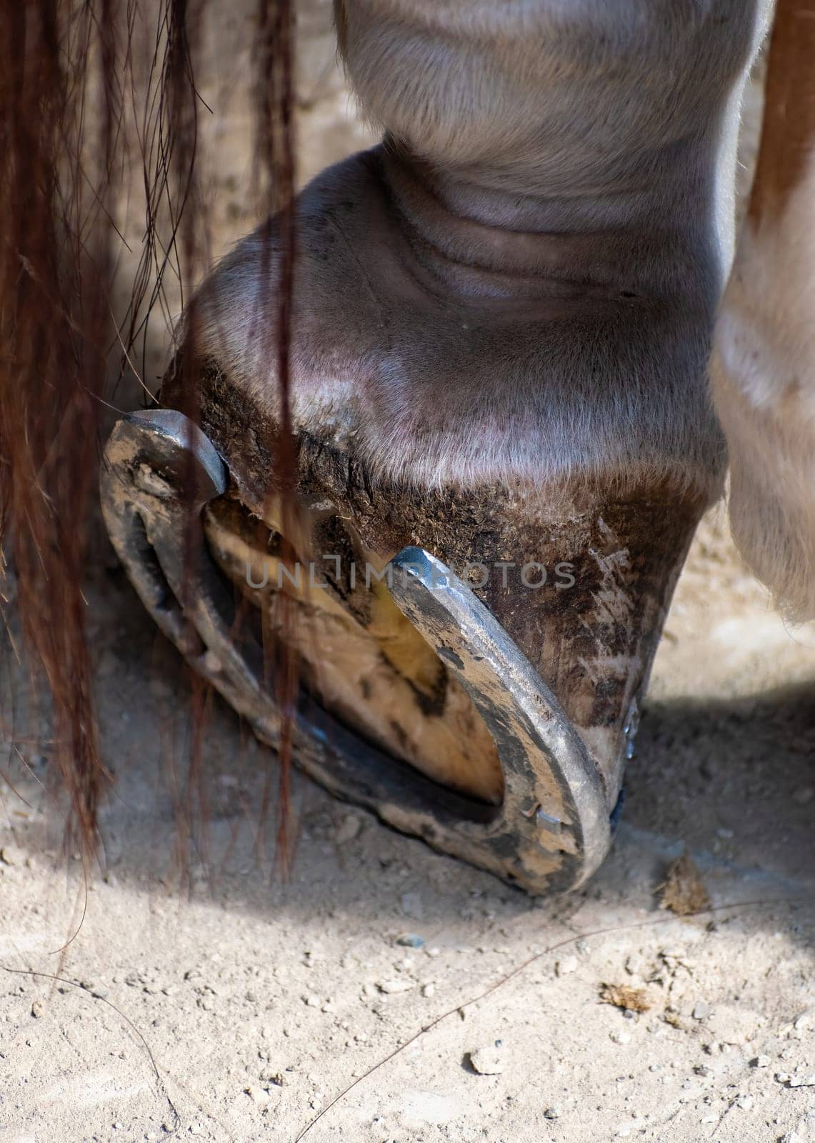 New horseshoe on the horse's hoof, demonstration of traditional craftsmanship