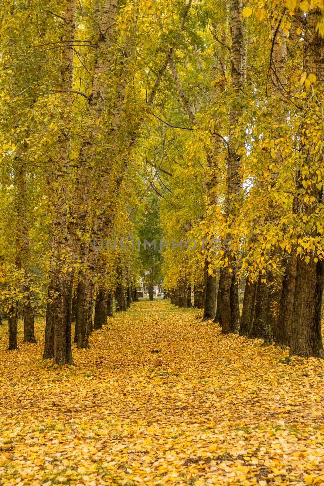Beautiful romantic alley in a park with colorful trees and sunlight. by AnatoliiFoto
