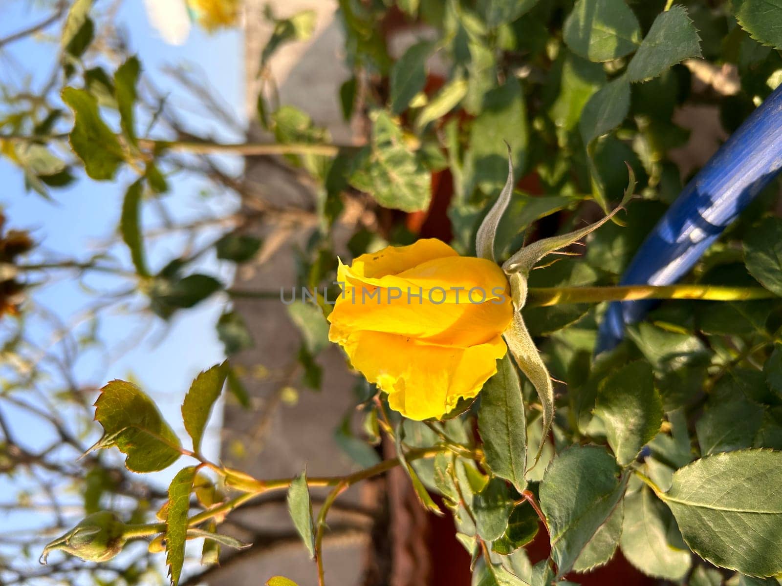 A beautiful yellow rose in full bloom is captured in this photo. The rose stands out against the green leaves and stems that surround it. High-quality photo