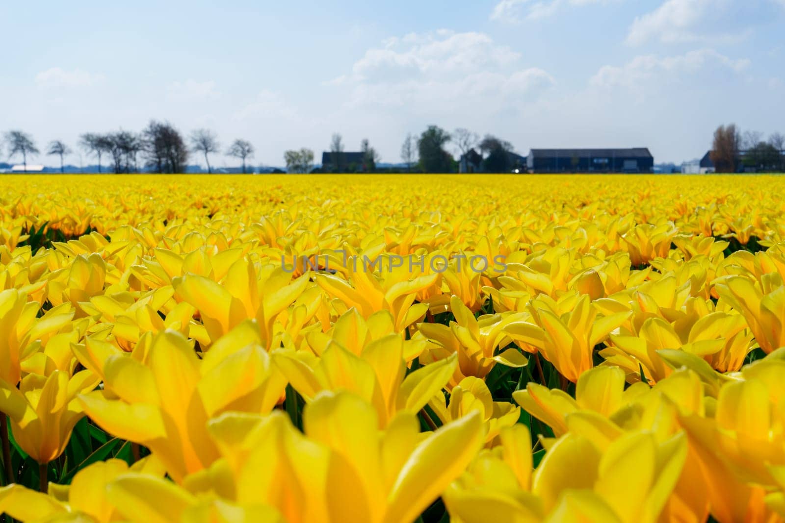 Daffodils in Field Blooming Spring in Netherlands. Yellow daffodil field. Spring dutch daffodil field as a floral background.
