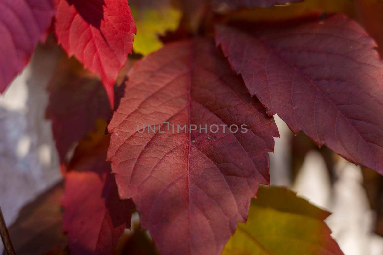 A detailed macro shot of deep red autumn leaves with intricate textures and subtle light, highlighting the seasonal beauty of fall.