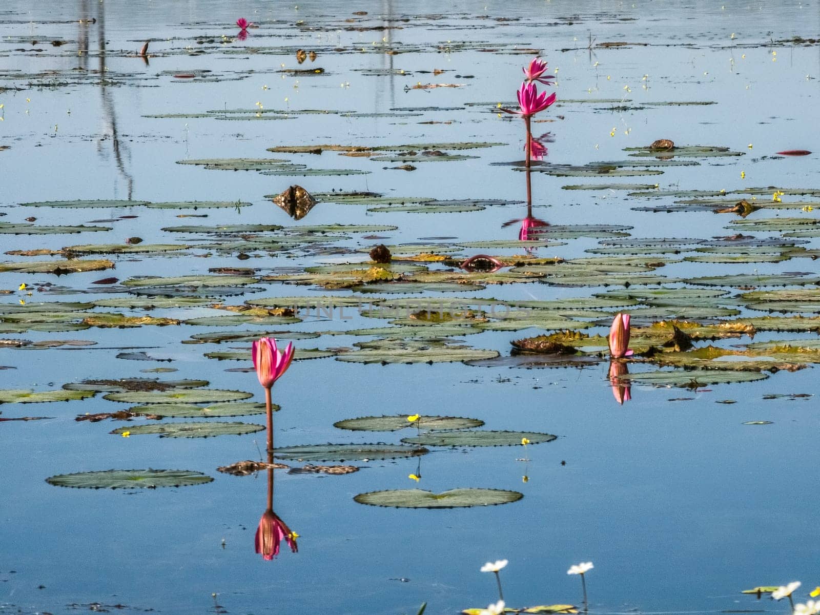 Beautiful water swamp Jayatataka Baray in Angkor, Cambodia
