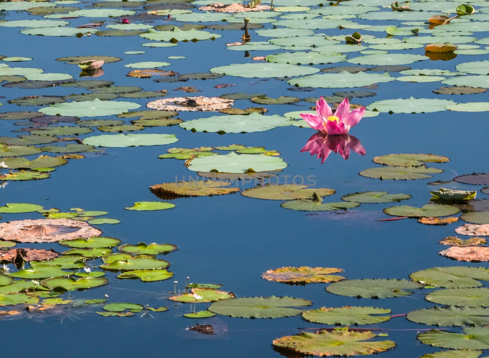 Beautiful water swamp Jayatataka Baray in Angkor, Cambodia