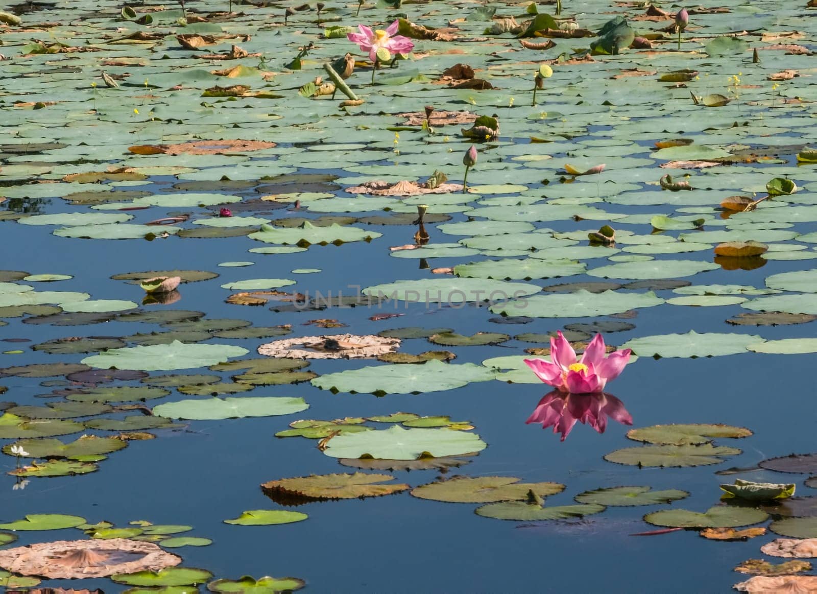 Beautiful water swamp Jayatataka Baray in Angkor, Cambodia