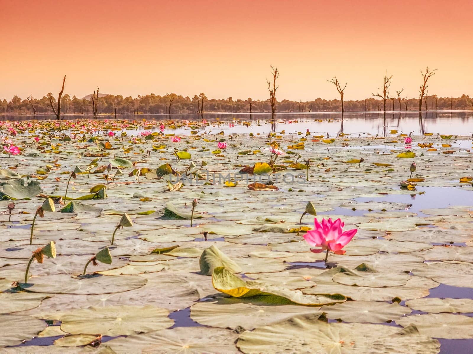 Beautiful water swamp Jayatataka Baray by sunset in Angkor, Cambodia