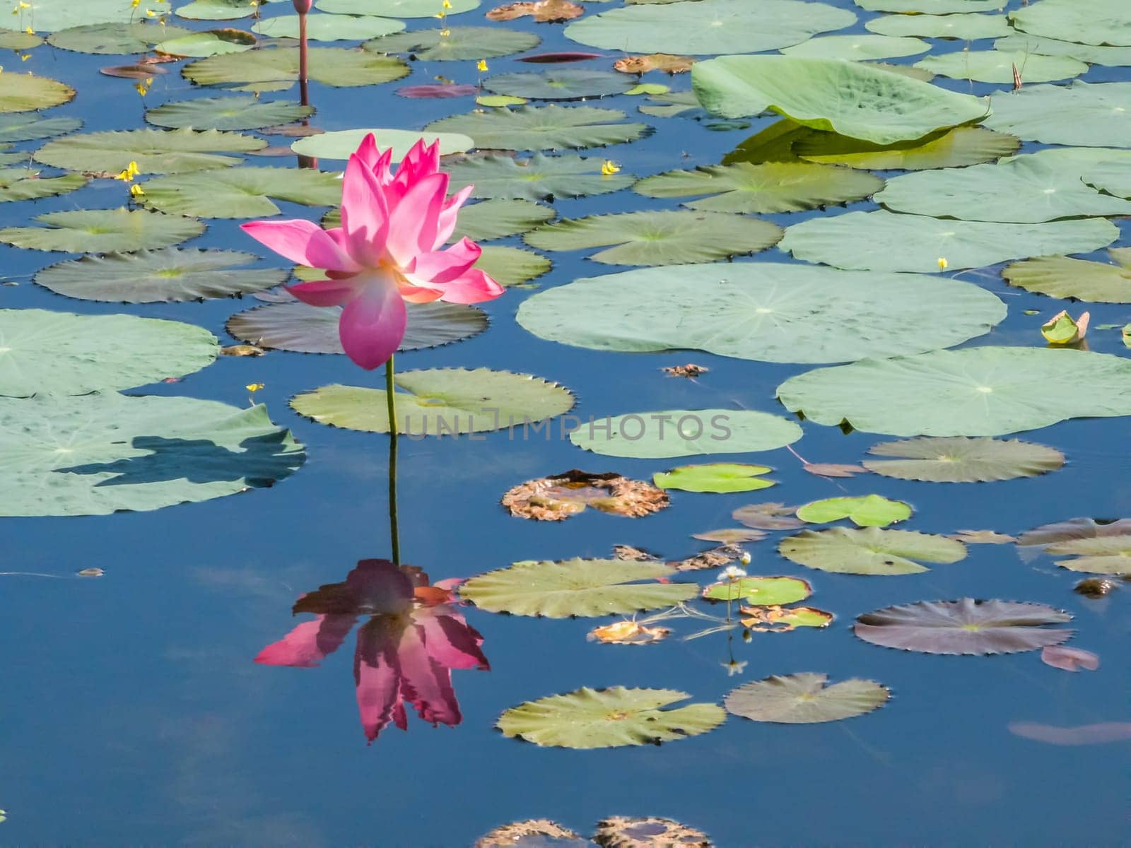 Close up on lily lotus flower in beautiful water swamp Jayatataka Baray in Angkor, Cambodia
