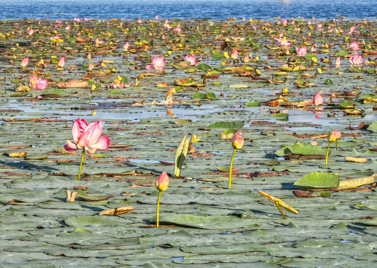 Beautiful water swamp Jayatataka Baray in Angkor, Cambodia