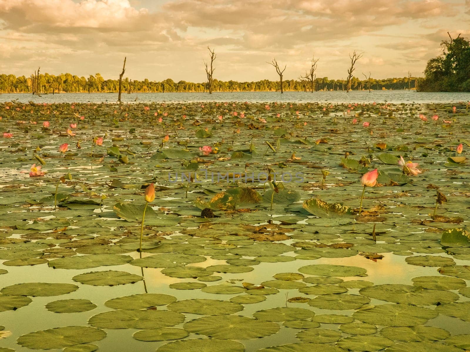 Beautiful water swamp Jayatataka Baray in Angkor, Cambodia