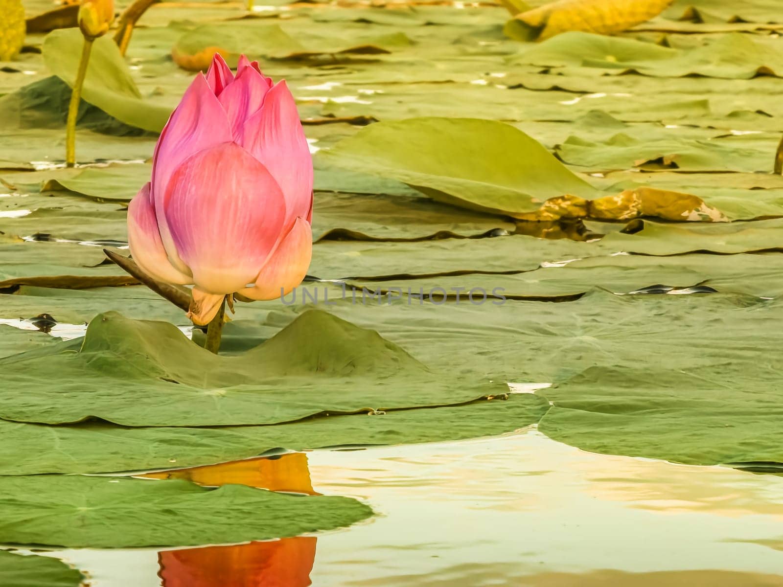 Close up on lily lotus flower in beautiful water swamp Jayatataka Baray in Angkor, Cambodia